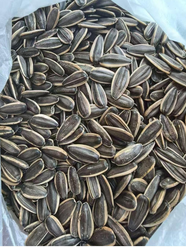 تخمه آفتابگردان خام دورسفیددرشت