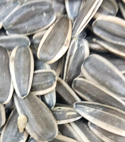 تخمه آفتابگردان خام