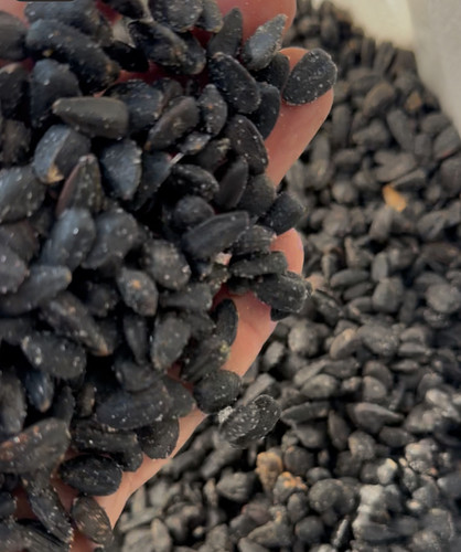 تخمه سیاه ریز