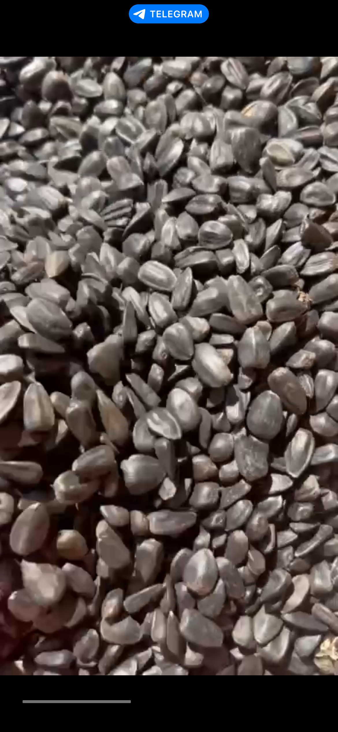 تخمه سیاه ریز روغنی